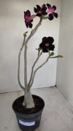 Planta Simples 3194 – 35cm – 03 anos - Imagem 2