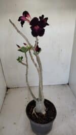 Planta Simples 3194 – 35cm – 03 anos - Imagem 7