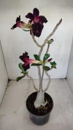 Planta Simples 3194 – 35cm – 03 anos - Imagem 6