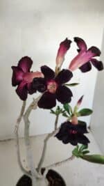 Planta Simples 3194 – 35cm – 03 anos