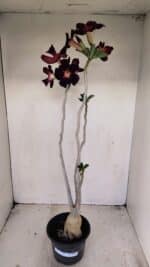 Planta Simples 3195 – 35cm – 03 anos - Imagem 2