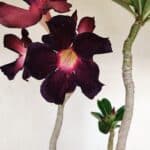 Planta Simples 3195 – 35cm – 03 anos