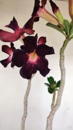 Planta Simples 3195 – 35cm – 03 anos