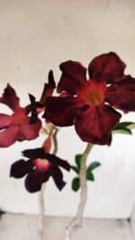 Planta Simples 3195 – 35cm – 03 anos - Imagem 4