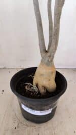 Planta Simples 3195 – 35cm – 03 anos - Imagem 7