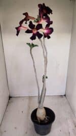 Planta Simples 3195 – 35cm – 03 anos - Imagem 6