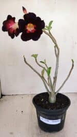 Planta Simples 3196 – 35cm – 03 anos - Imagem 2