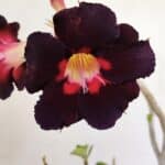 Planta Simples 3196 – 35cm – 03 anos