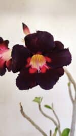 Planta Simples 3196 – 35cm – 03 anos