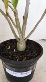 Planta Simples 3196 – 35cm – 03 anos - Imagem 8