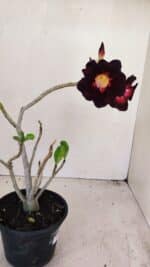 Planta Simples 3196 – 35cm – 03 anos - Imagem 6