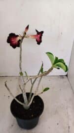 Planta Simples 3196 – 35cm – 03 anos - Imagem 4