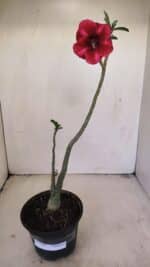 Planta Simples 3197 – 35cm – 03 anos - Imagem 2