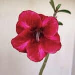 Planta Simples 3197 – 35cm – 03 anos