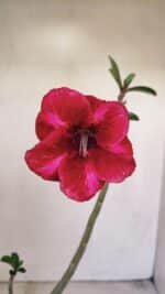 Planta Simples 3197 – 35cm – 03 anos