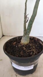 Planta Simples 3197 – 35cm – 03 anos - Imagem 6