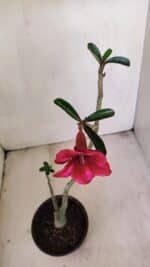 Planta Simples 3197 – 35cm – 03 anos - Imagem 4