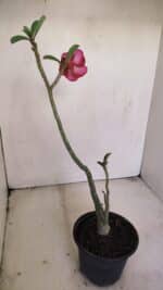 Planta Simples 3197 – 35cm – 03 anos - Imagem 5