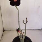 Planta Simples 3198 – 30cm – 03 anos