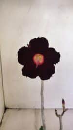 Planta Simples 3198 – 30cm – 03 anos - Imagem 3