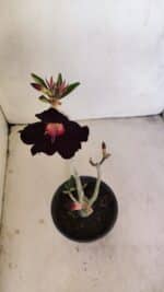 Planta Simples 3198 – 30cm – 03 anos - Imagem 4