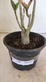 Planta Simples 3198 – 30cm – 03 anos - Imagem 7