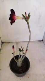 Planta Simples 3198 – 30cm – 03 anos - Imagem 6