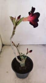 Planta Simples 3198 – 30cm – 03 anos - Imagem 5