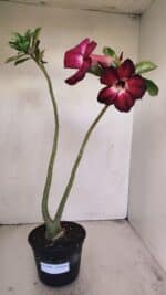 Planta Simples 3199 – 35cm – 03 anos - Imagem 2