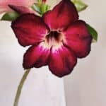 Planta Simples 3199 – 35cm – 03 anos