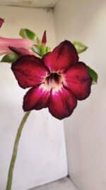 Planta Simples 3199 – 35cm – 03 anos