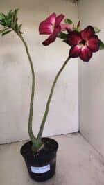 Planta Simples 3199 – 35cm – 03 anos - Imagem 7