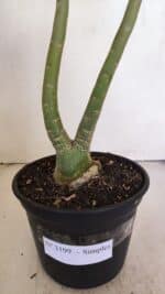 Planta Simples 3199 – 35cm – 03 anos - Imagem 6