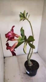 Planta Simples 3199 – 35cm – 03 anos - Imagem 4