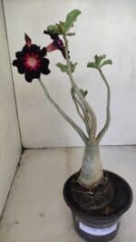 Planta Simples 3200 – 35cm – 03 anos - Imagem 2