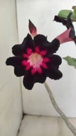 Planta Simples 3200 – 35cm – 03 anos