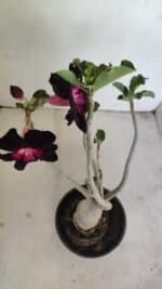 Planta Simples 3200 – 35cm – 03 anos - Imagem 4