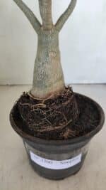 Planta Simples 3200 – 35cm – 03 anos - Imagem 6