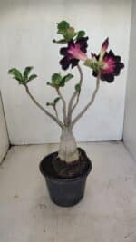 Planta Simples 3200 – 35cm – 03 anos - Imagem 5