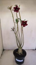 Planta Simples 3201 – 35cm – 03 anos - Imagem 2