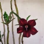 Planta Simples 3201 – 35cm – 03 anos