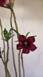 Planta Simples 3201 – 35cm – 03 anos