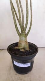 Planta Simples 3201 – 35cm – 03 anos - Imagem 8