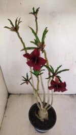 Planta Simples 3201 – 35cm – 03 anos - Imagem 7