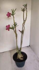 Planta Simples 3201 – 35cm – 03 anos - Imagem 6