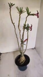 Planta Simples 3201 – 35cm – 03 anos - Imagem 5