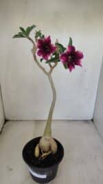 Planta Simples 3202 – 35cm – 03 anos - Imagem 2