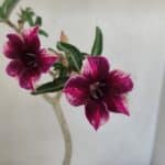 Planta Simples 3202 – 35cm – 03 anos