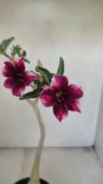 Planta Simples 3202 – 35cm – 03 anos