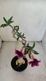 Planta Simples 3202 – 35cm – 03 anos - Imagem 6